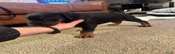 Dobermann dogs for sale: Dobermann puppies - Advert 2