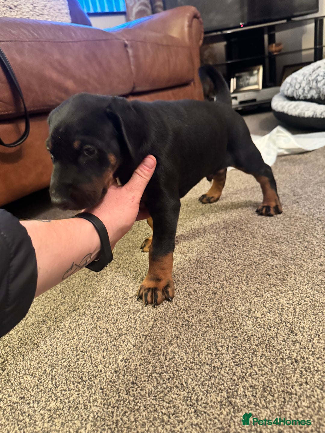 Dobermann dogs for sale: Dobermann puppies - Advert 2