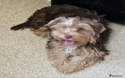 Yorkshire Terrier dogs for sale: 🩵 DNA tested parents 🩵 Chocolate and Tan boy - Image 3