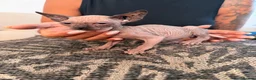 Sphynx cats for sale: Tica registered sphynx kittens  - Advert 27