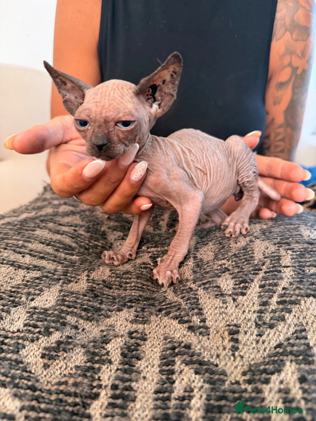 Sphynx cats for sale: Price reduced Tica registered Sphynx kitten - Advert 25