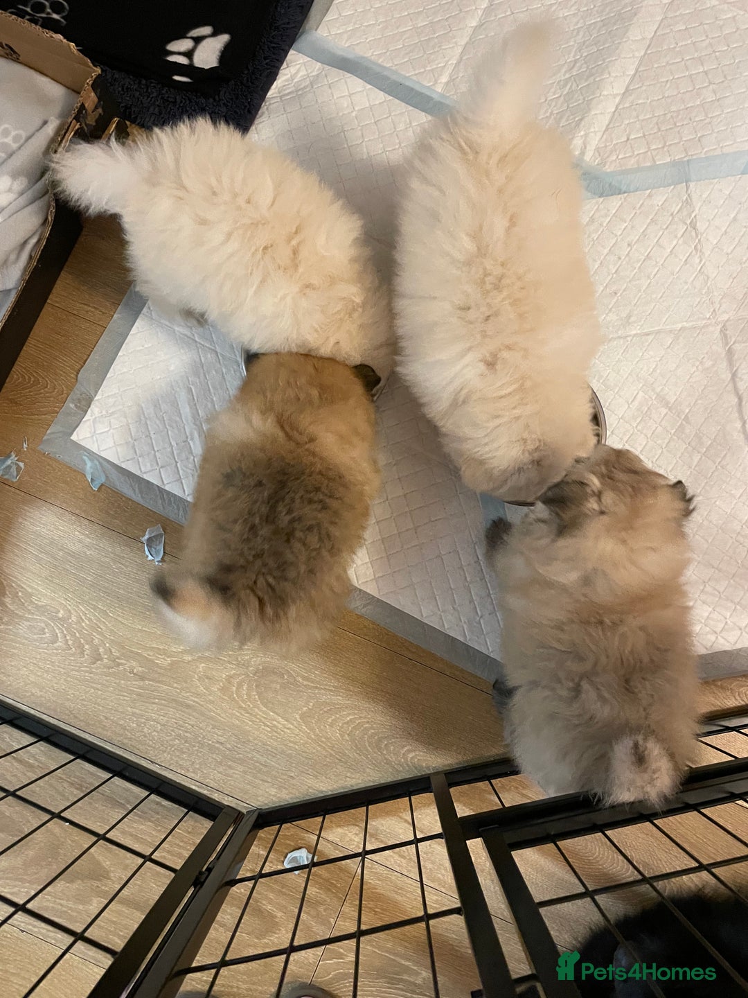 Pomeranian dogs for sale: XS Pomeranian - Image 2