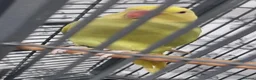 Parrots birds for sale: Beautiful baby ringneck talking parrot  - Advert 6