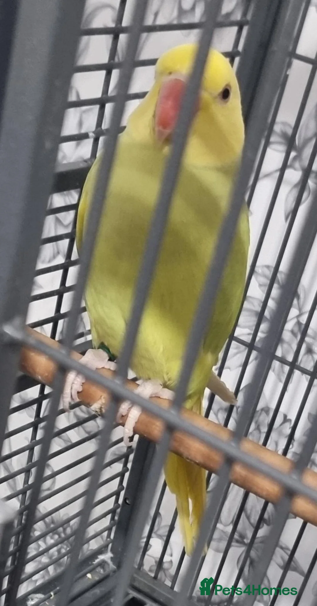 Parrots birds for sale: Beautiful baby ringneck talking parrot  - Advert 6