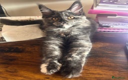 Maine Coon cats for sale: Beautiful Pedigree Maine Coon Kitten - 1 Left - Image 9