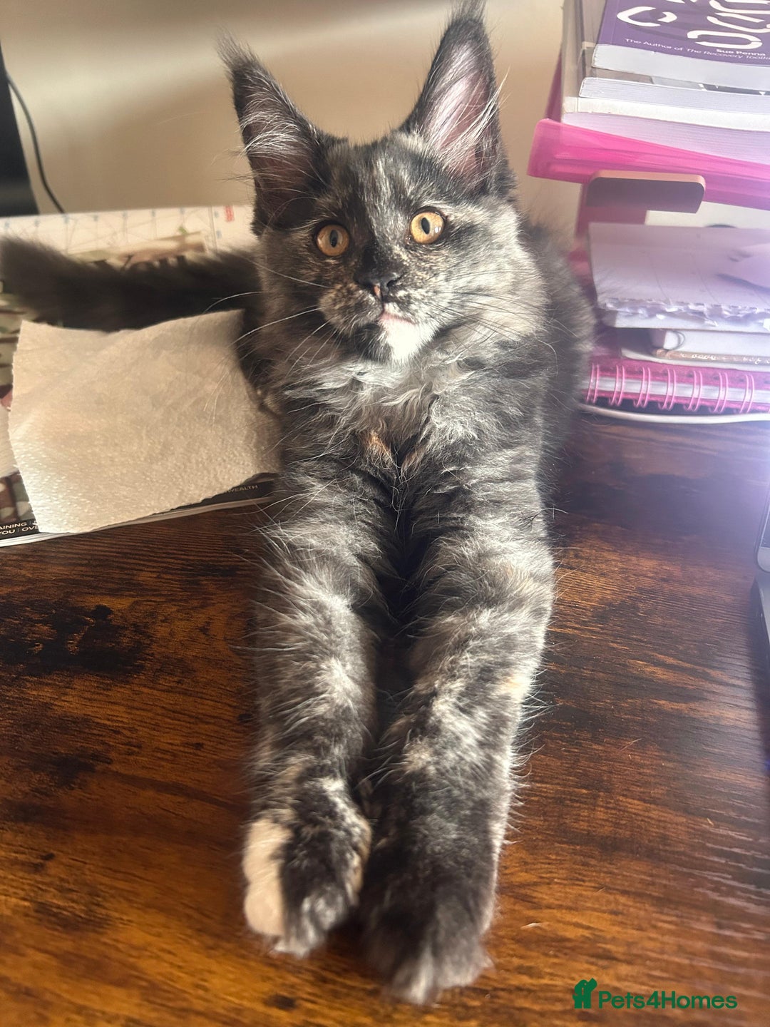 Maine Coon cats for sale: Beautiful Pedigree Maine Coon Kitten - 1 Left - Image 9