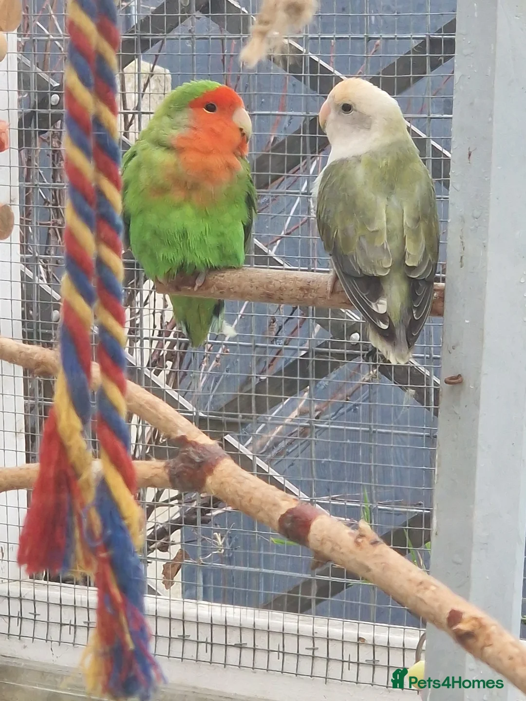 Lovebirds birds for sale: Lovebird Pairs - Advert 8