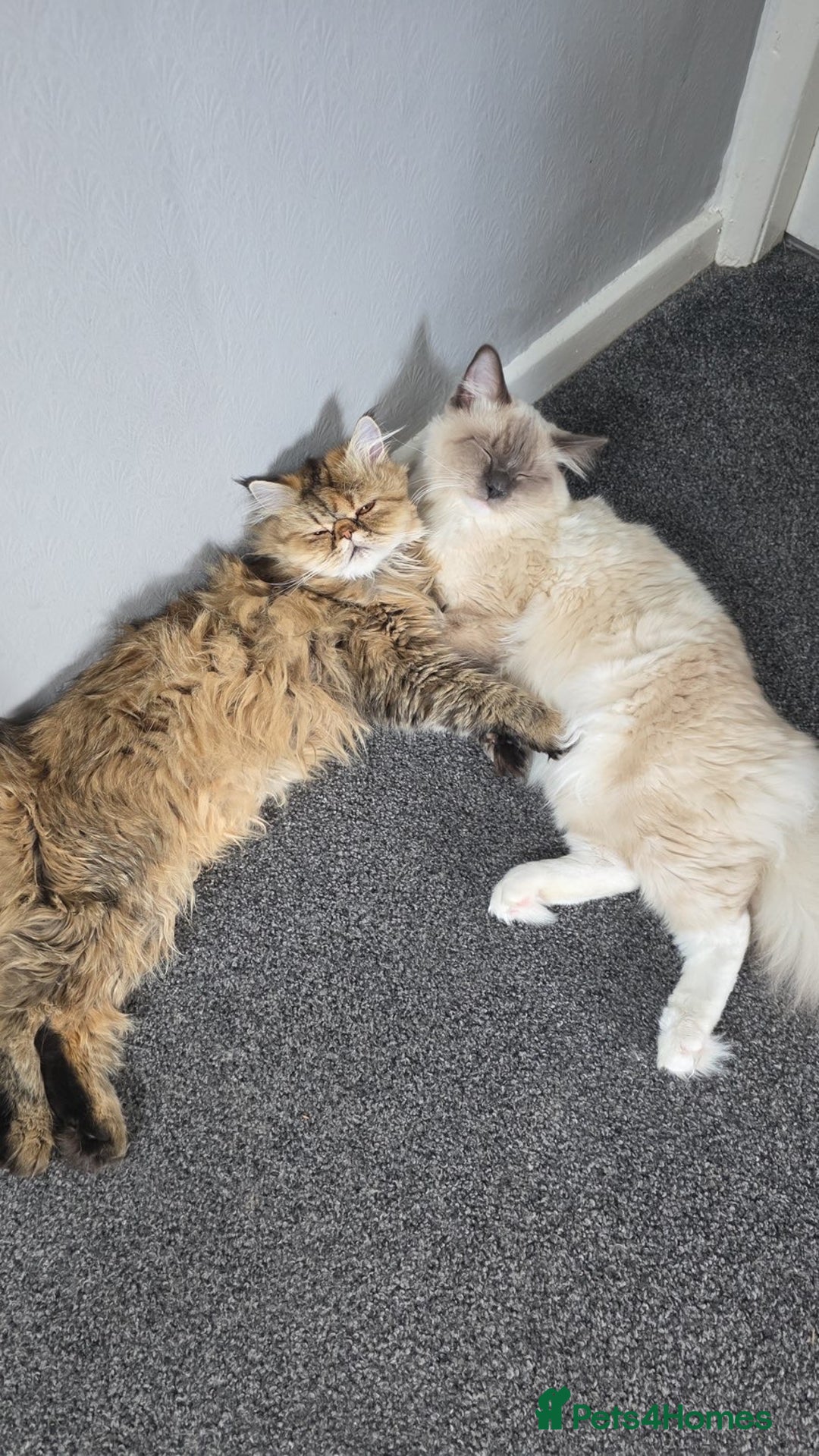 Persian cats for sale: Gorgeous Persian/Ragdoll Kittens 2Males &2Females  - Advert 11