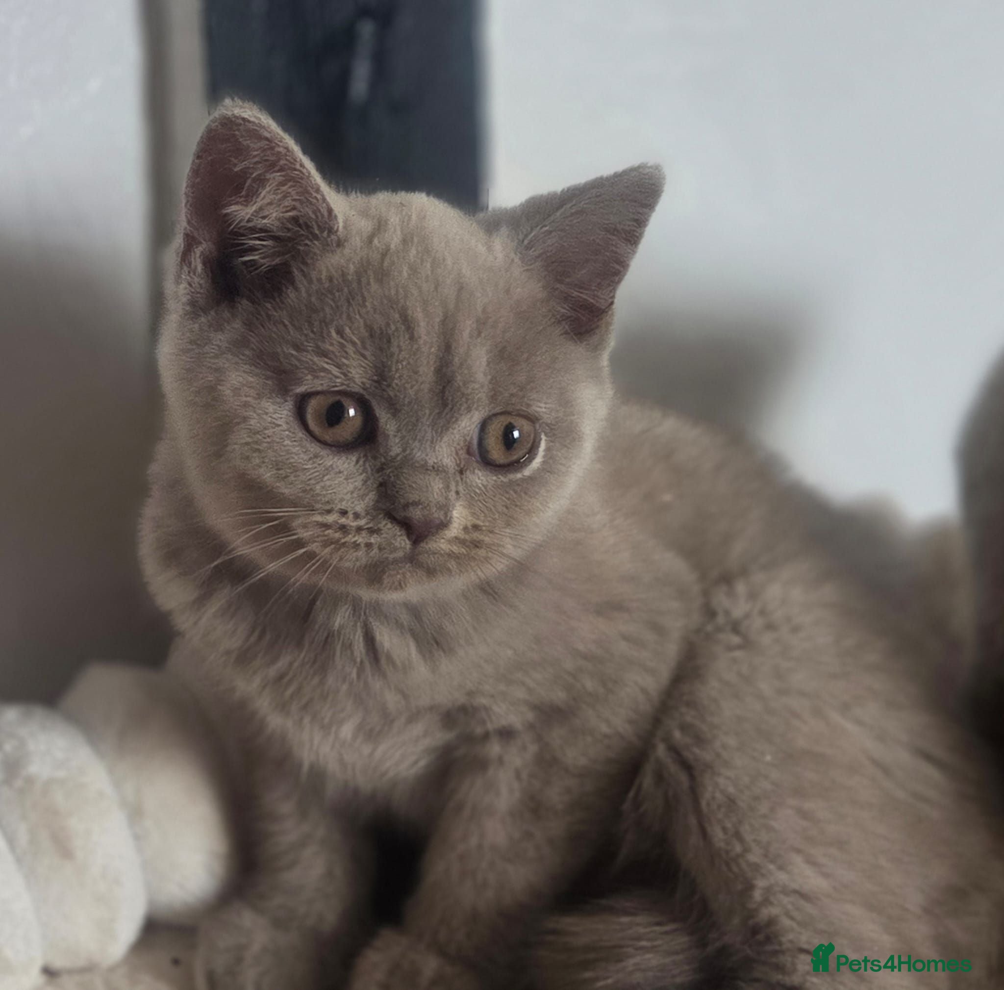 British Shorthair cats Boy and girl available  - Advert 3