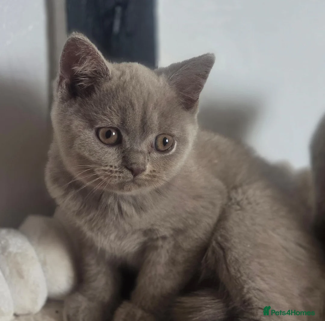 British Shorthair cats for sale: Boy and girl available  - Advert 1
