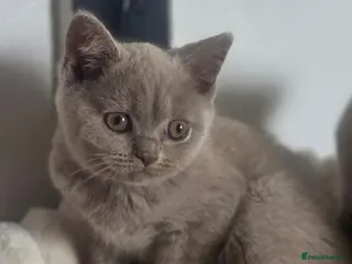 British Shorthair cats Boy and girl available - Advert 3