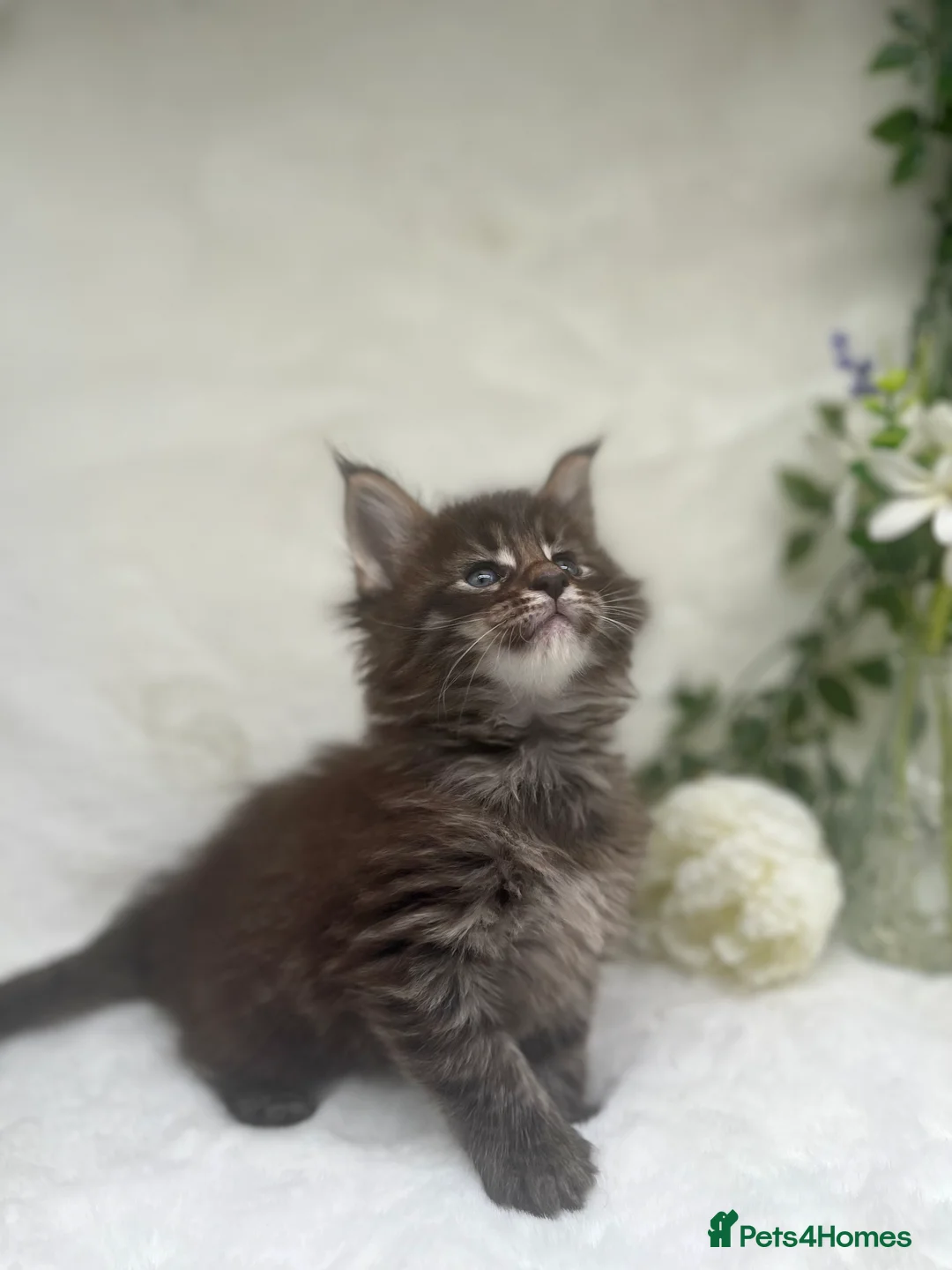 Maine Coon cats for sale: Stunning Tica Maine Coon kittens - Advert 2