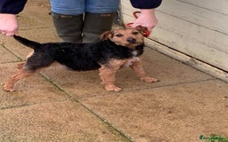 Lakeland Terrier dogs for sale: Working type Lakeland terrier’s puppies  - Image 12