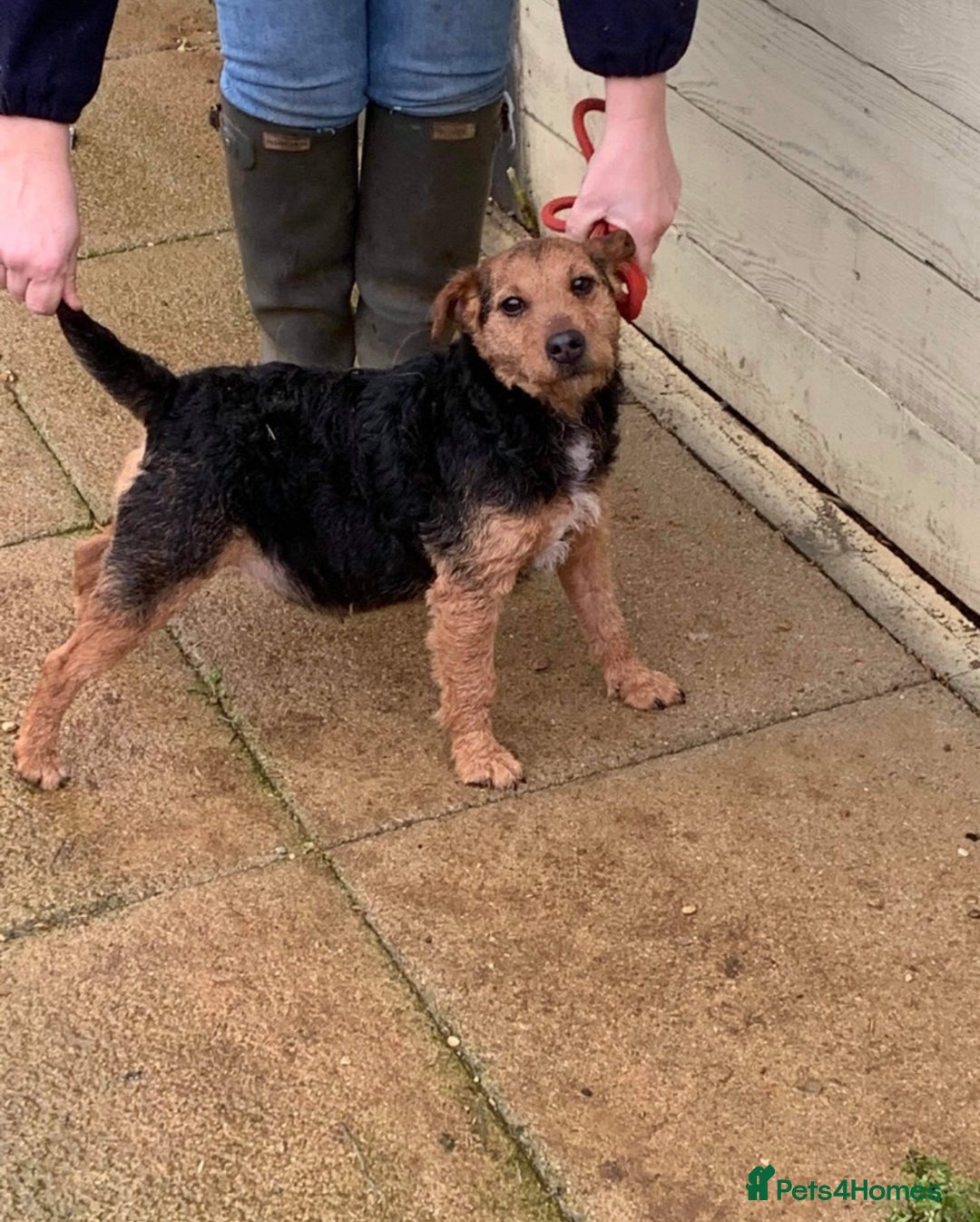Lakeland Terrier dogs for sale: Working type Lakeland terrier’s puppies  - Image 12