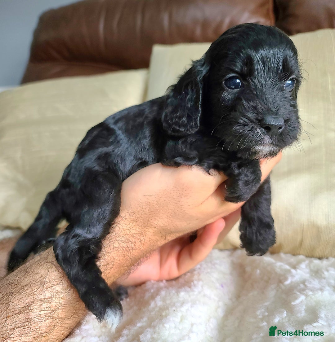 Cockapoo dogs for sale: F1 Cockapoo Puppies. Thick Coats. DNA tested - Image 14