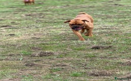 Dogue De Bordeaux dogs for stud: KC Registered Dogue de Bordeaux Available for Stud - Image 3