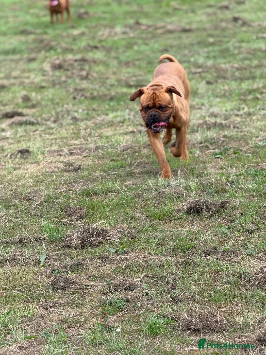 Dogue De Bordeaux dogs for stud: KC Registered Dogue de Bordeaux Available for Stud - Image 3