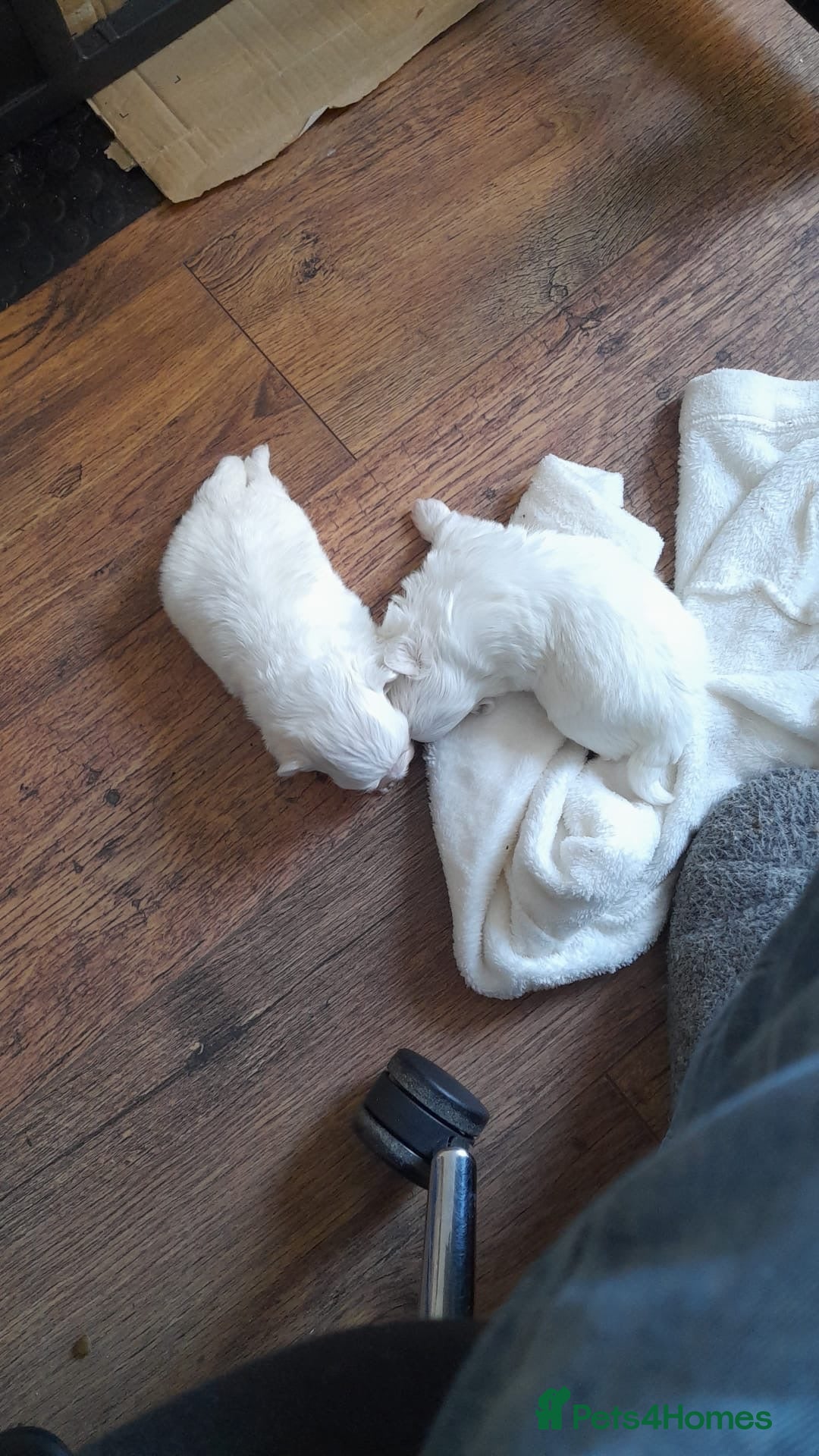 Maltese dogs for sale: Beautiful Maltese puppies ready to go. - Image 14