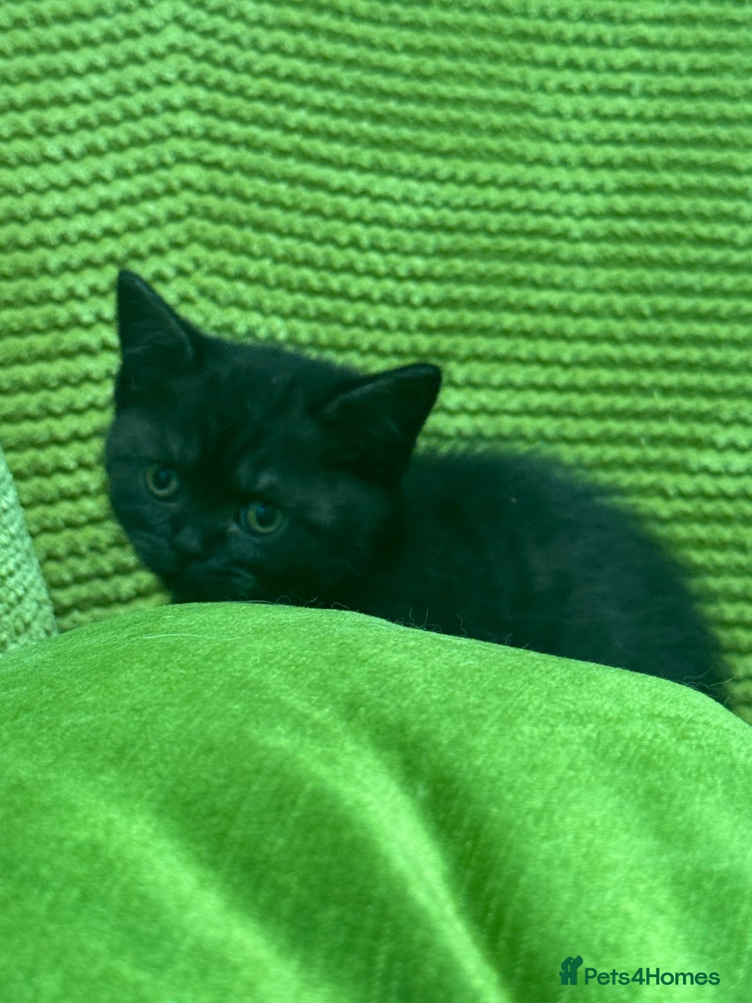 British Shorthair cats for sale: British blue / Scottish striaght kittens  - Image 12