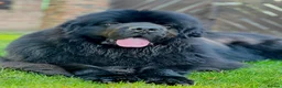 Newfoundland dogs for stud: Beautiful Newfoundland boy for stud  - Advert 3