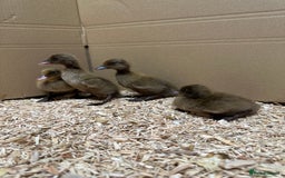 Ducks poultry for sale: Day old female ducklings  - Image 2
