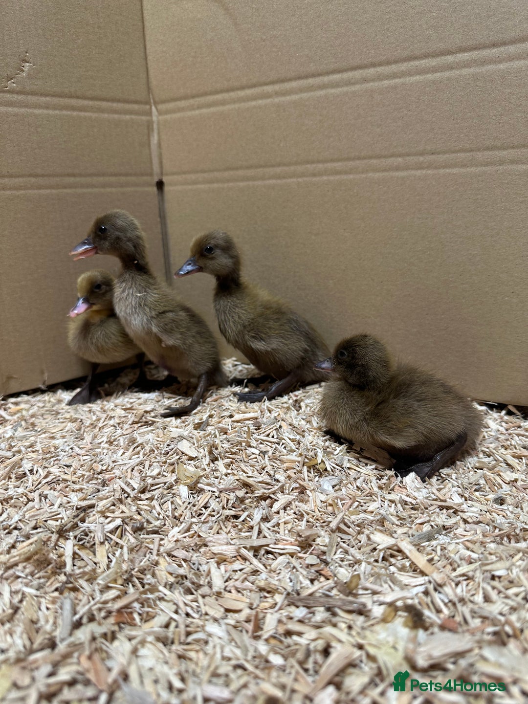 Ducks poultry for sale: Day old female ducklings  - Image 2