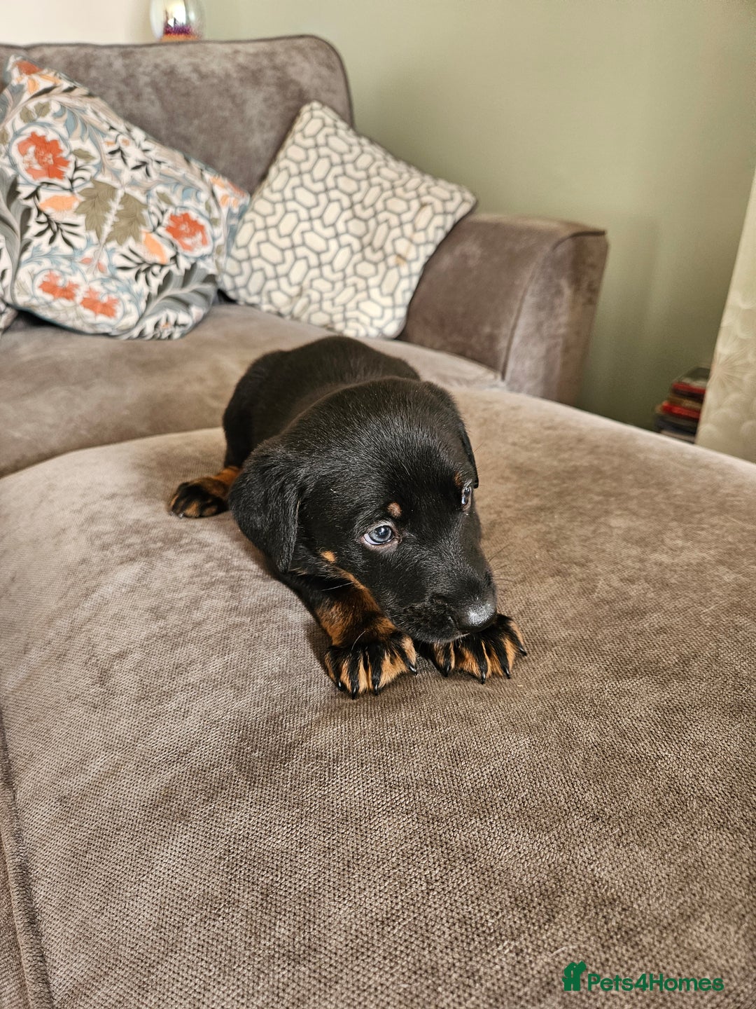 Mixed Breed dogs for sale: Beautiful black German shepherd x doberman  - Advert 7