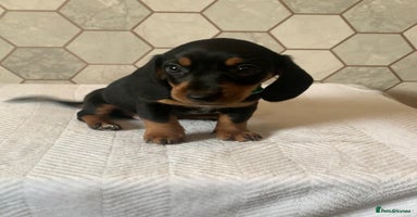 Miniature Dachshund dogs - Advert 2