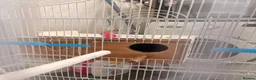 Lovebirds birds for sale: 2 lovebirds and a budgie looking for a loving home in Dewsbury - Advert 14