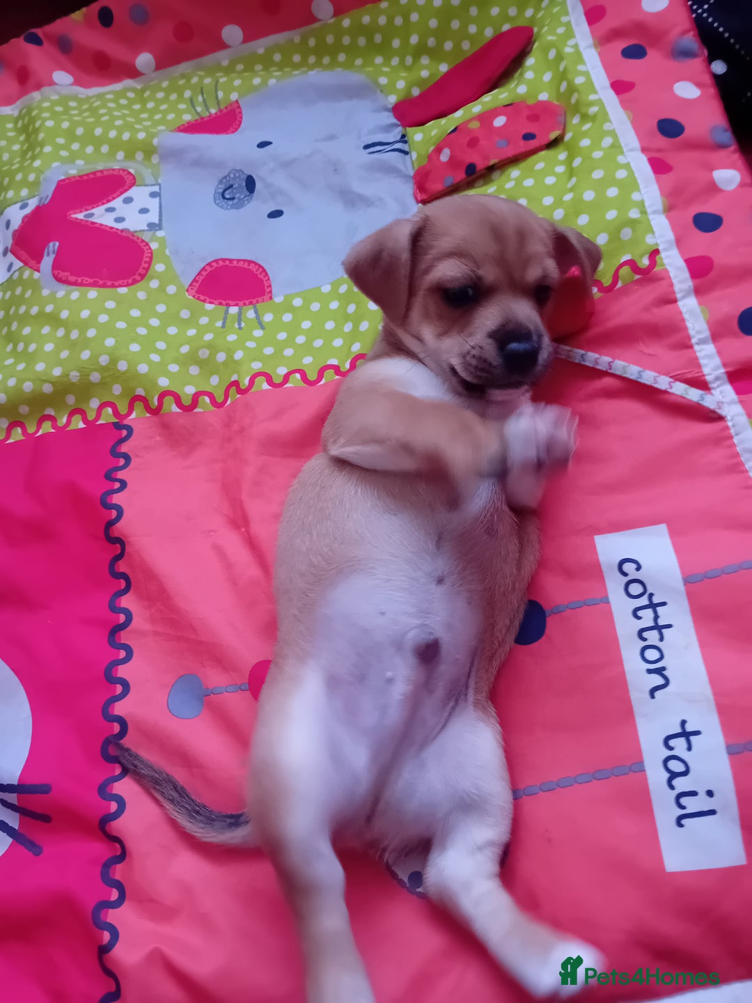 Chug dogs for sale: Cute puppies raised with love available at 8 weeks - Image 2