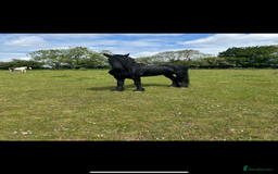 Friesian horses for sale: Gorgeous Friesian x Irish Draft  - Image 8
