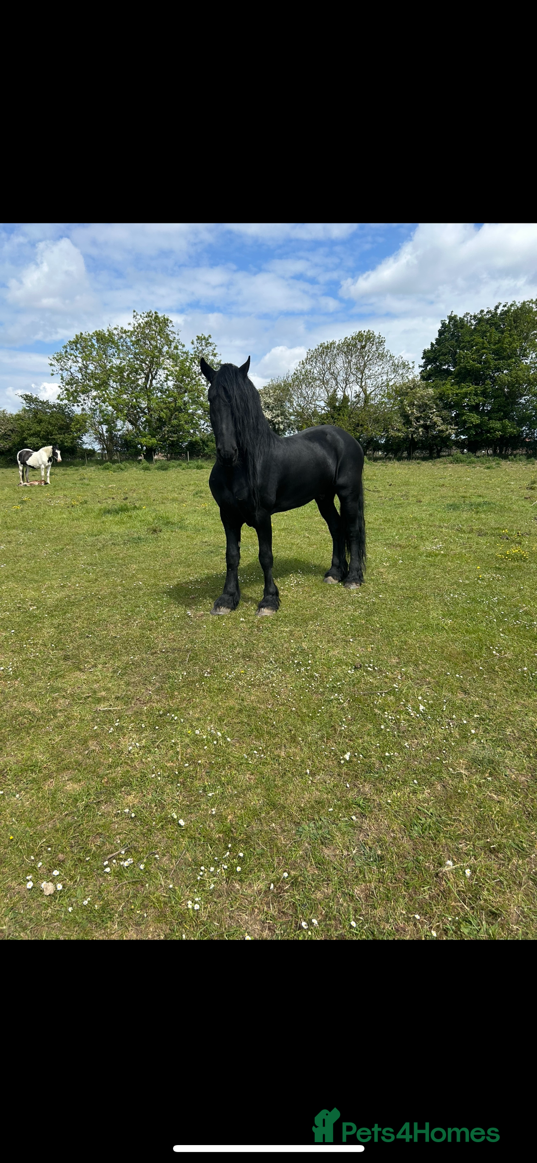Friesian horses for sale: Gorgeous Friesian x Irish Draft  - Image 8