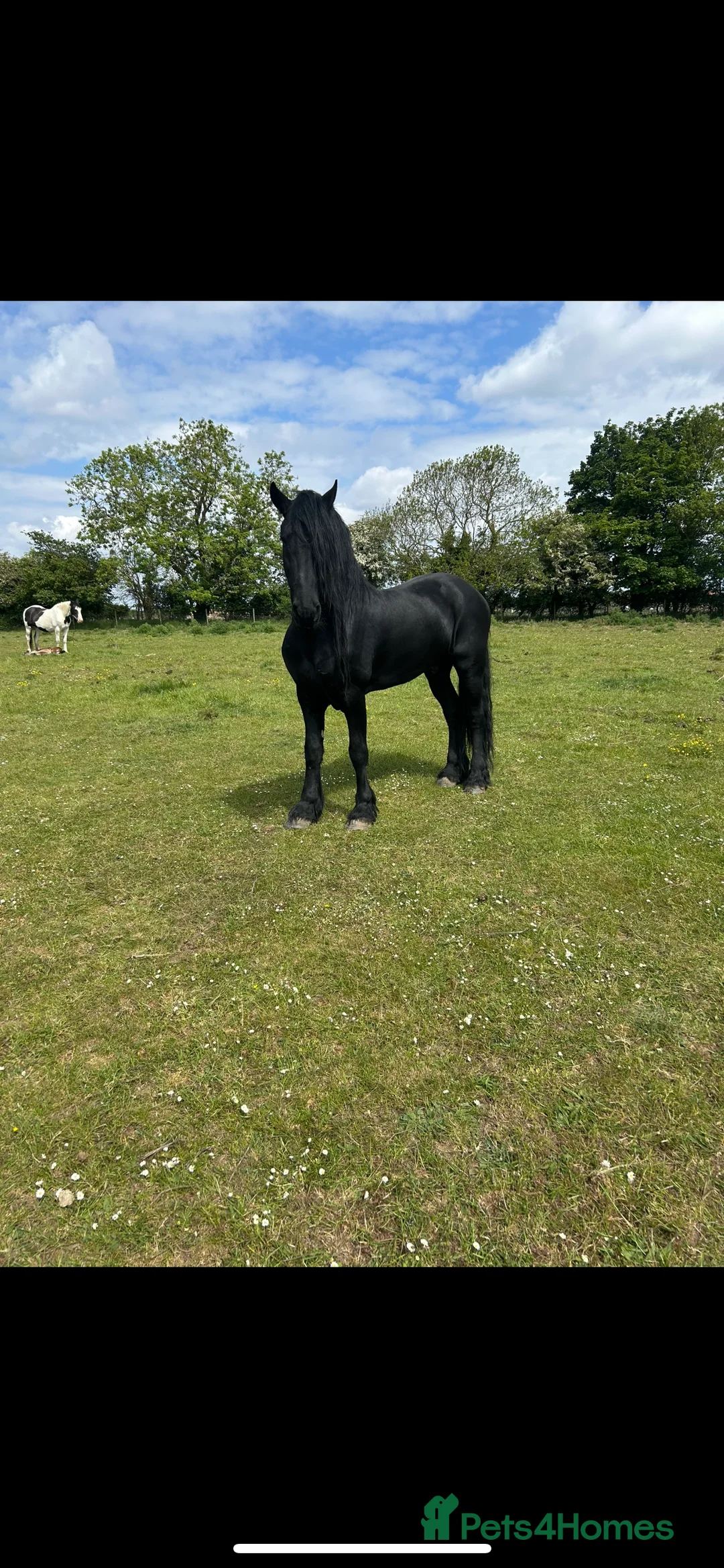 Friesian horses for sale: A Very Special Friesian x Irish Draught  - Advert 14