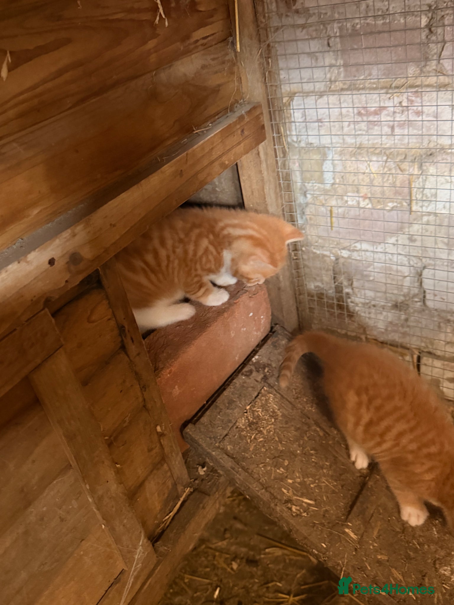 Mixed Breed cats for sale: Ginger kittens (part Bengal) - Advert 4