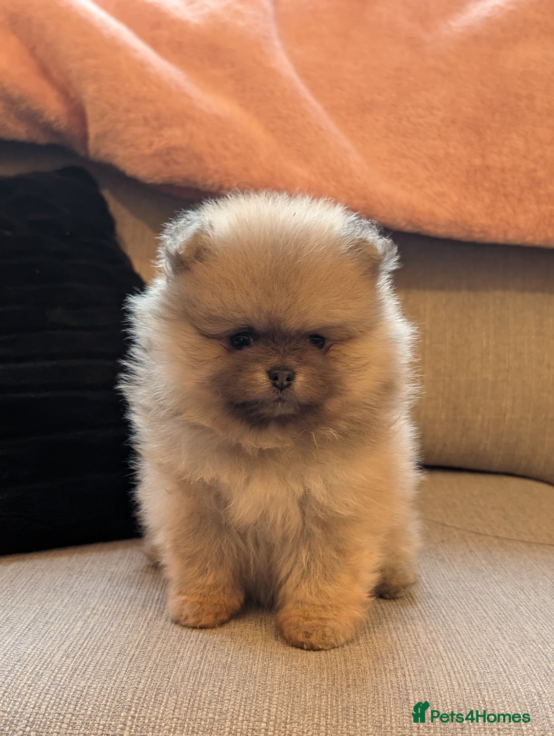 Pomeranian dogs for sale: Amazing quality teddy bear Pomeranian pups  - Advert 10
