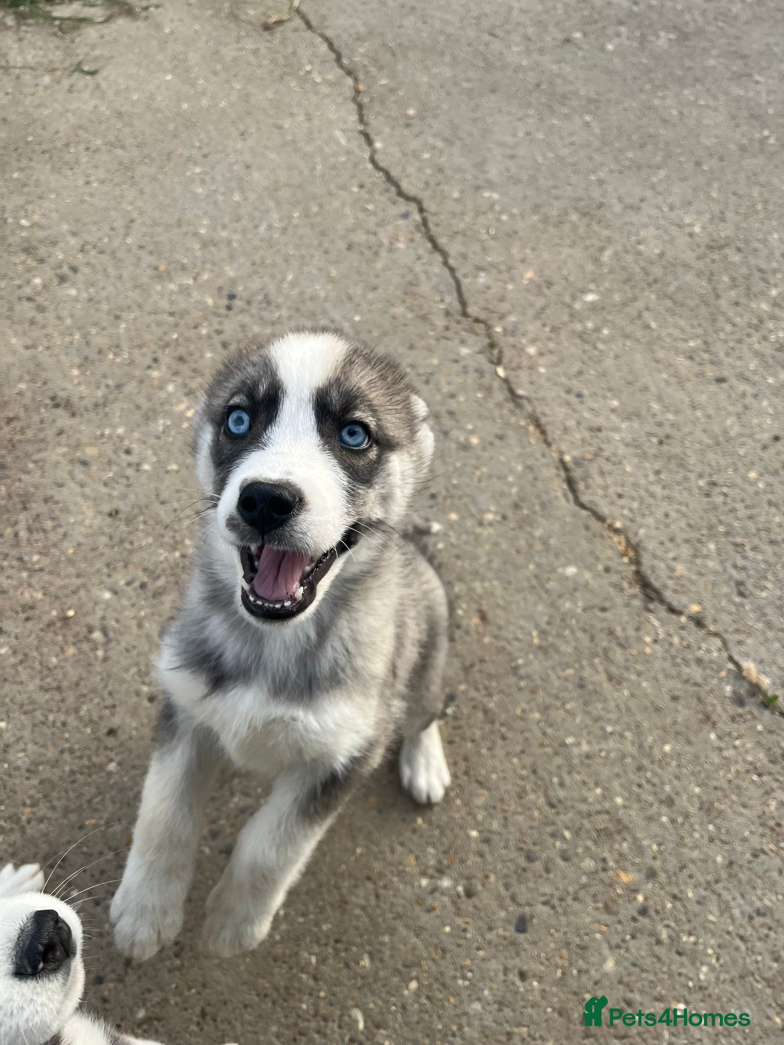 Siberian Husky dogs for sale: Stunning husky puppies  in Boston - Advert 13