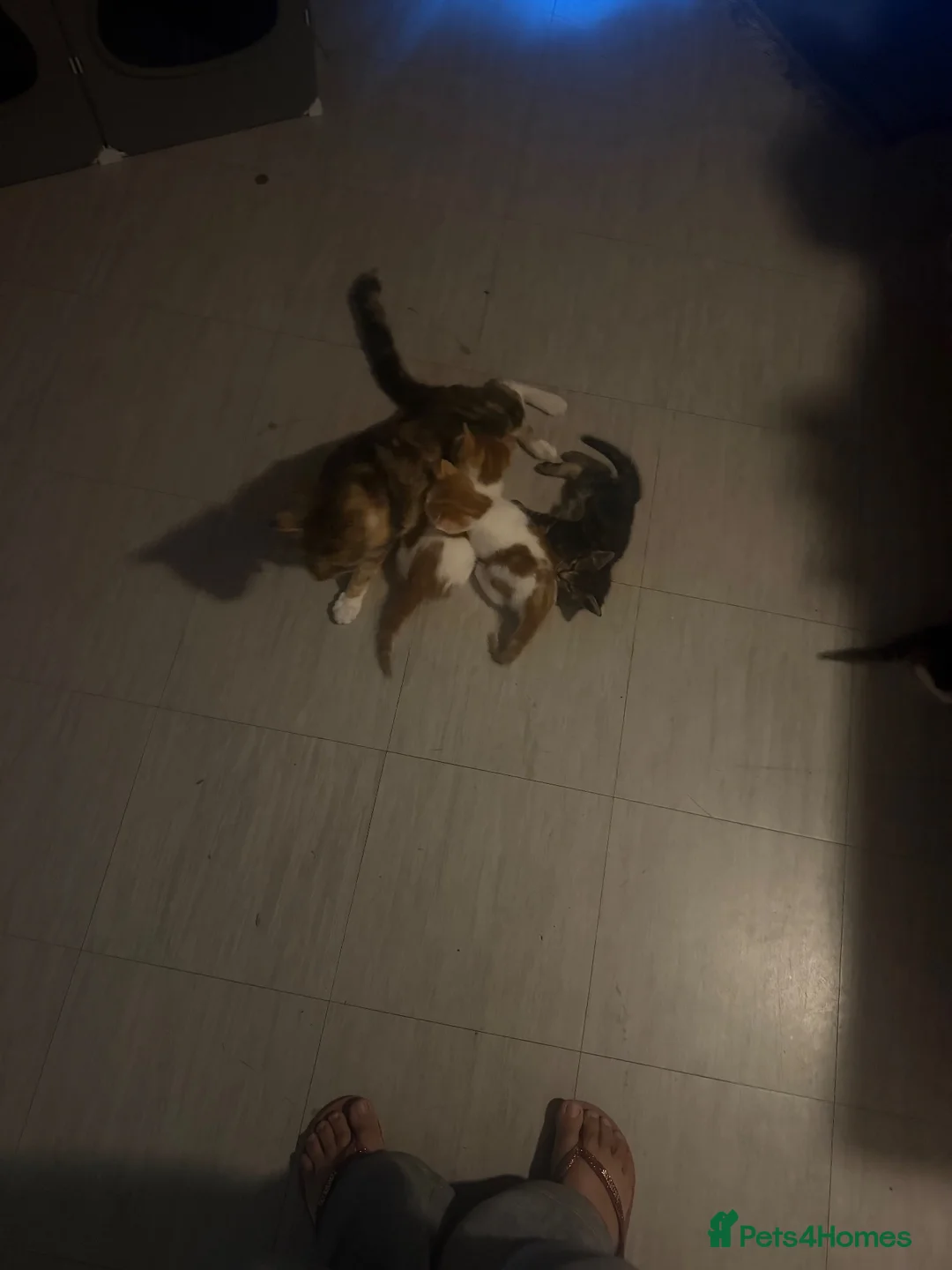 Domestic Shorthair cats for sale: Kittens  in London - Advert 12