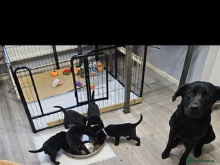 Labrador Retriever dogs - Advert 3