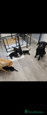 Labrador Retriever dogs - Advert 2