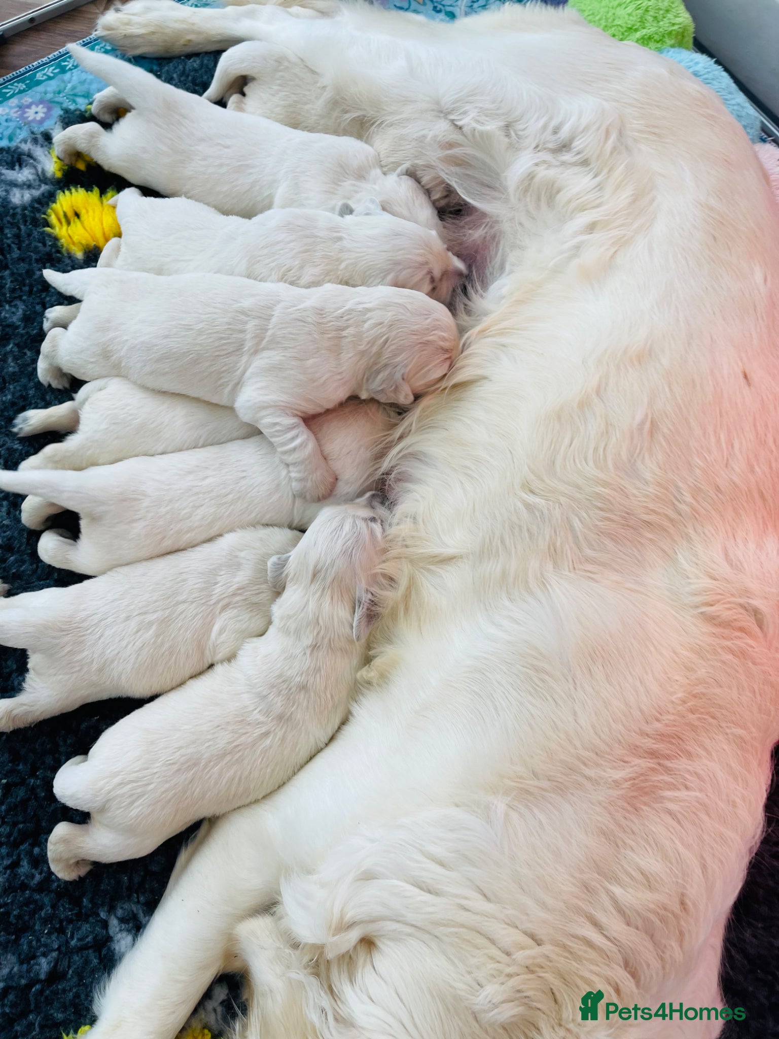 Golden Retriever dogs ⭐️Cream KC Golden Retriever Boy Puppies⭐️ - Advert 1