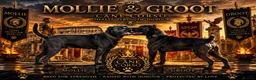 Cane Corso dogs for sale: Beautiful cane corso puppies.  in Liverpool - Advert 13