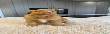 Nova Scotia Duck Tolling Retriever 3