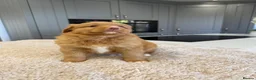 Nova Scotia Duck Tolling Retriever dogs for sale: Chunky adorable Nova Scotia puppies  - Advert 8