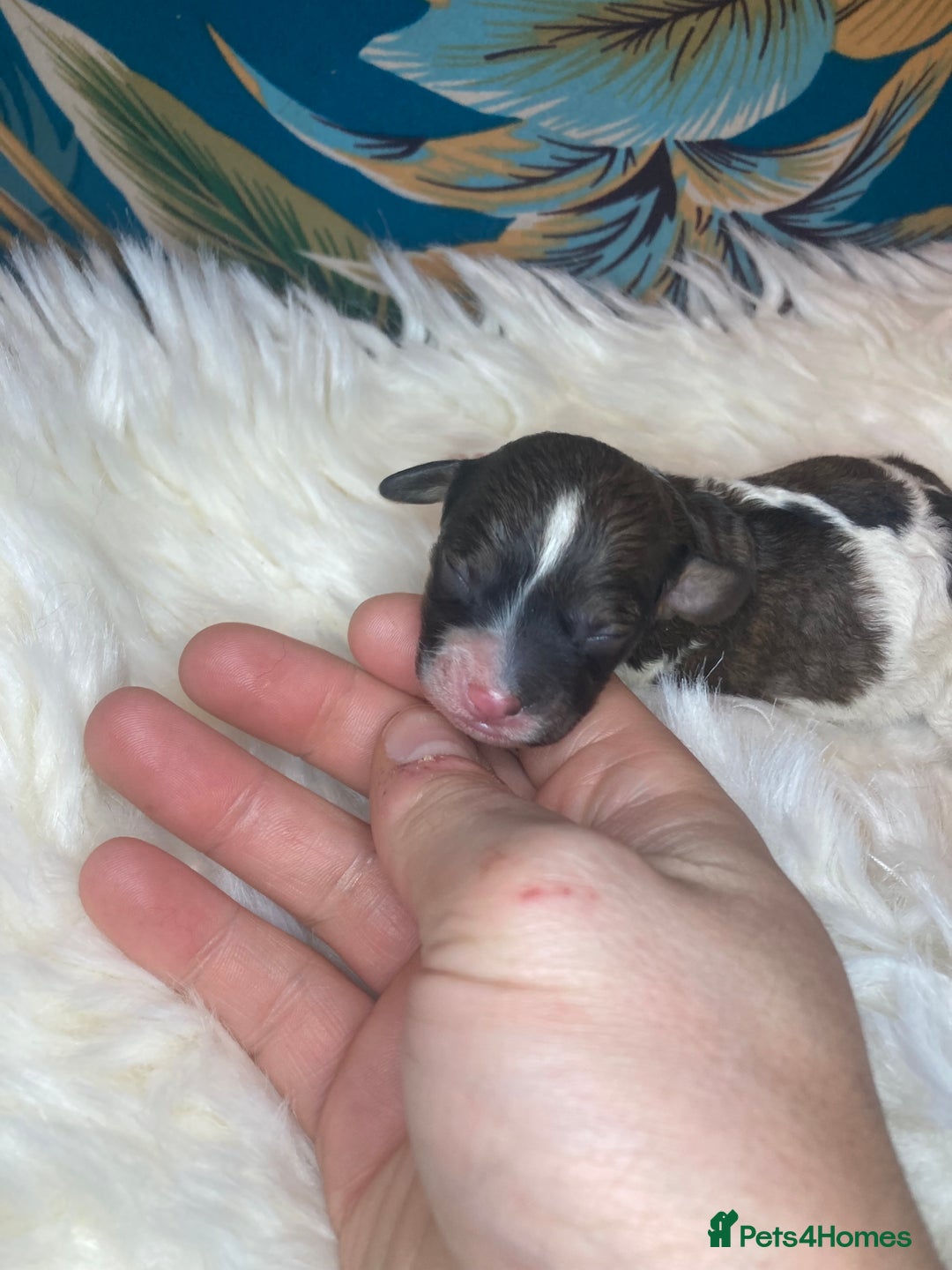 Cavapoo dogs for sale: Stunning toy cavapoo puppies  - Advert 5