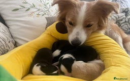 Border Collie dogs for sale: Border Collie Puppies (DNA clear tested parents) - Image 9