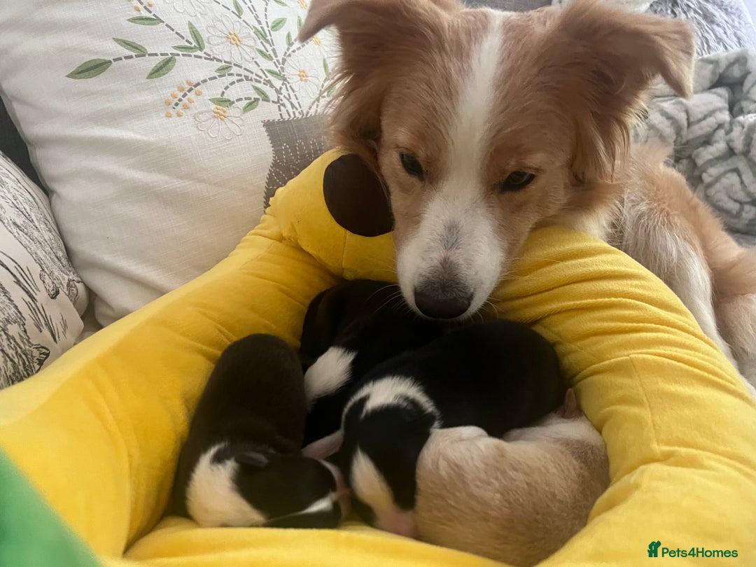 Border Collie dogs for sale: Border Collie Puppies (DNA clear tested parents) - Image 9