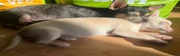 Chihuahua dogs for sale: 2 gorgeous little chihuahua girls - Advert 4