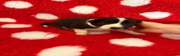 Border Collie dogs for sale: Beautiful Border Collie pups.  - Advert 6