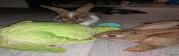Mixed Breed rabbits for sale: 2 gorgeous bunny girls  - Advert 2