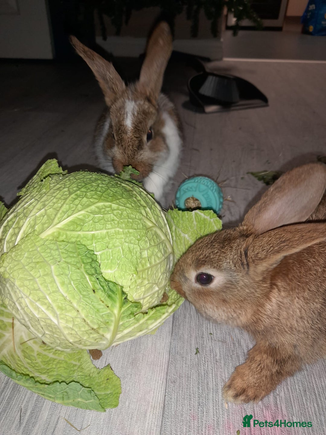 Mixed Breed rabbits for sale: 2 gorgeous bunny girls  - Advert 2